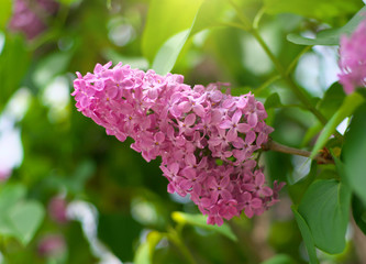 Wall Mural - Lilac flower on bush