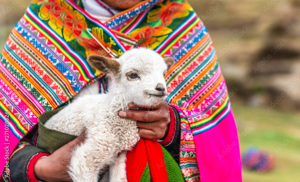 Peruvian women with little alpaca lamb - obrazy, fototapety, plakaty 
