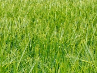 Poster - green wheat field of grass