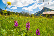 Allgäu - Frühling - Stadel - Berge - Blumen