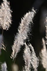 Poster - Cogon grass is shining beautifully.