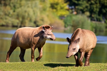 Tapirs In A Clearing 