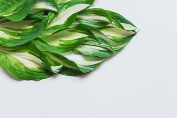Wall Mural - background with lavish healthy shiny hosta plant leaves