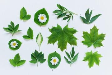 Wall Mural - set with maple peony forest plant leaves and daisies on white background