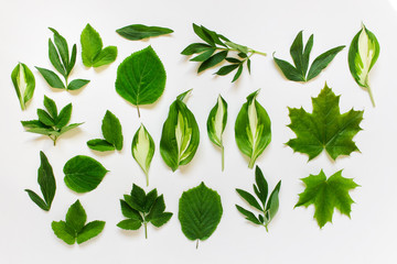 Wall Mural - set with various plant leaves on white background