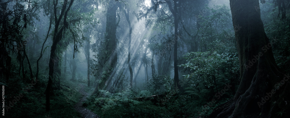 Deep tropical forest in darkness - obrazy, fototapety, plakaty 