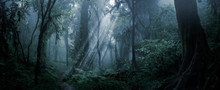 Deep Tropical Forest In Darkness