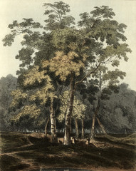 Naklejka na meble Ilustracja drzewa