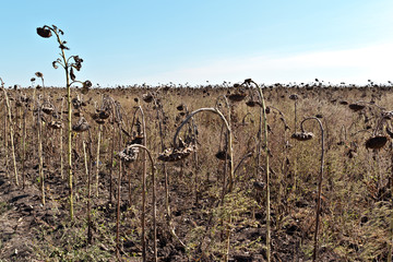 Agricultural field of dry ripe sunflower ready for harvest