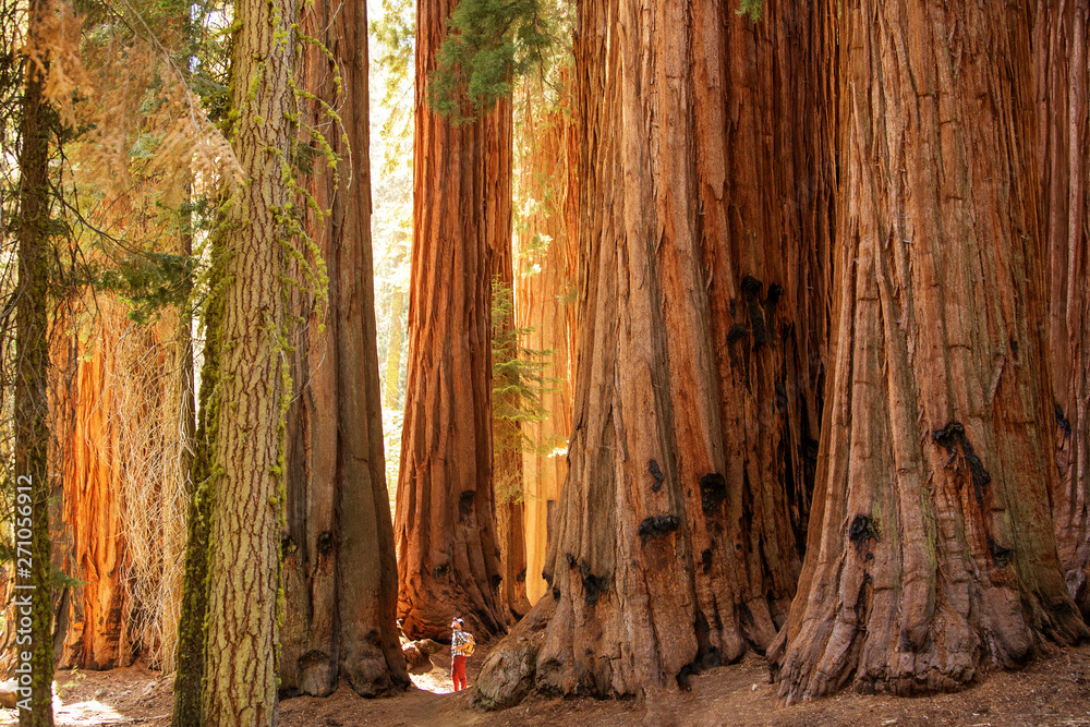 Hiker in Sequoia national park in California, USA