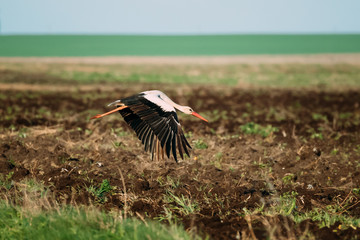 Wall Mural - European White Stork Ciconia Ciconia Flying Above Spring Field in Belarus