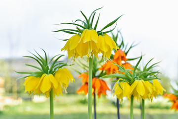 Orange and yellow grouse flowers