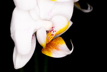 Mini Orchid Ceramic Flower Head, Genus Orchidaceae, Macro With Shallow Depth Of Field 