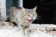 Angry Agressive Cat Closeup. Cat Is Showing Teeth With Open Mouth With Old Ruined House Window Background