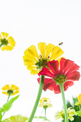 Wall Mural - A honey bee pollinating flowers are in bloom.