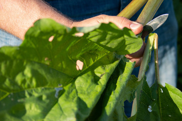 Man hand holding and cutting fresh green rhubarb stems right from the garden. Fresh summer vegetable. Green rhubarb leafs. Cultivated plant, Rheum, Polygonaceae.