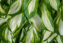 Background Of Green And White Hosta Leaves
