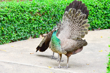 Chai nat Thailand December 26 2019 see birds at Chai NAT Bird Park is a place of chainat province. Bird cage is the biggest in Asia, covering an area of 26 hectares and contains various species birds.