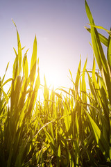 Wall Mural - Green summer grass bottom view on sky and sun. Morning Dew on Grass at Spring.  Natural Spring Background