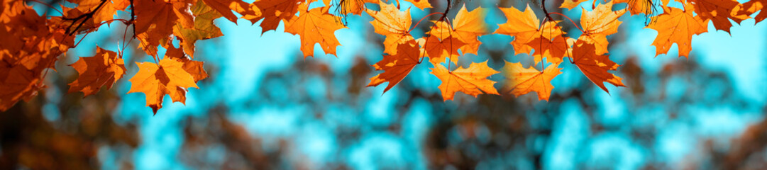 Wall Mural - banner autumn background