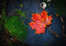 Flat Lay Picture Of A Wet Red Maple Leaf, Acer Platanoides L., Lying On A Mossy Tree Stump. Autumn Or Fall Season Concept Image With Copy Space.