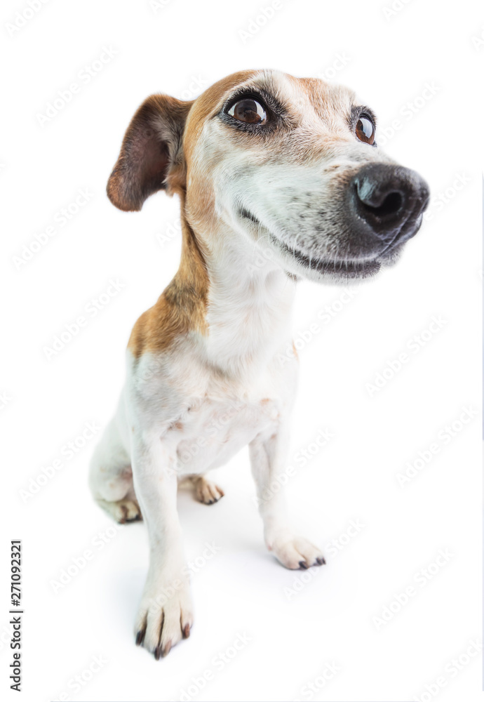 Adorable funny smiling dog. White background. Don't worry be happy attitude. positive emotions behavior - obrazy, fototapety, plakaty 