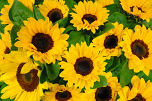 Sunflower Background. Blossom Yellow Flower With Seeds. Autumn Harvest