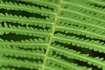 background of green leaves