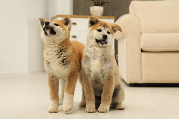 Sticker - Cute akita inu puppies on floor in living room