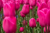 Fototapeta Tulipany - Pink Red Tulip Garden in Michigan
