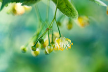 Closeup Of A Flowering Linden Tree Flower, A Tree Growing On The Territory Of Ukraine.