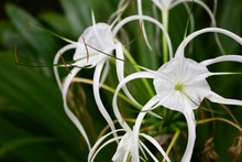 Spider Lilly White Flower In Green Background