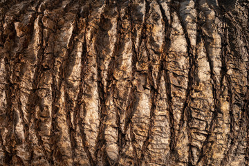 Brown palm tree trunk texture background. Natural organic material.