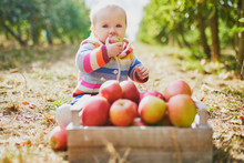 Adorable Baby Girl Sitting On The Ground Near Crate Full Of Ripe Apples