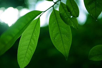 Wall Mural - nature background in rainy season by rain dropped onto green leaves with light shine.