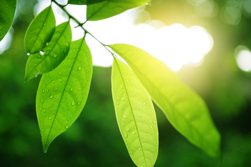 Wall Mural - nature background in rainy season by rain dropped onto green leaves with light shine.