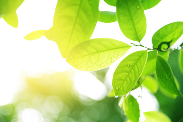 Wall Mural - nature background in rainy season by rain dropped onto green leaves with light shine.
