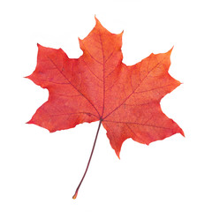 Canvas Print - Red maple leaf on white background.