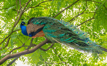 A Beautiful Peacock Parked On A Branch.