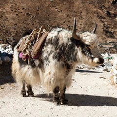 Canvas Print - Black and white yak