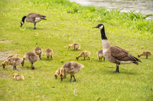 Adult Canadian Goose Looking After Many Goslings