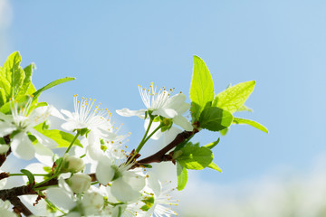 Aufkleber - Apple blossom spring tree