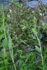 young plants in the garden