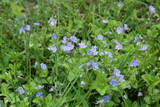 Fototapeta Kuchnia - violet flowers