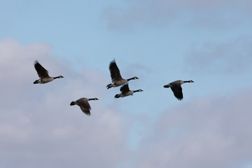 Canvas Print - Canada geese flying in very tight formation against cloudy sky, seen in the wild near the San Francisco Bay