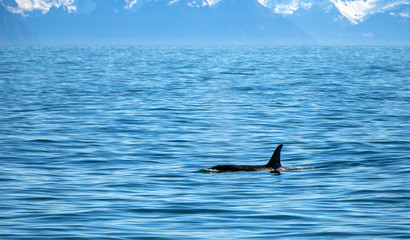 Wall Mural - Orca Killer Whale surfacing in Kenai Fjords National Park in Seward Alaska United States