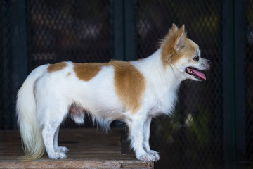 Long hair chihuahua dog on table