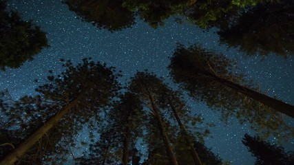 Wall Mural - night sky above treetops in yosemite national park