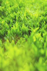 Wall Mural - Background of fresh flourishing green leaves fence in warm sunlight. Selective focus close up with copy space for nature and ecology concept