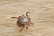 Ornate cow tick, also known as the ornate dog tick, meadow tick or marsh tick hiding in a dog fur. Pictureof the common parasite occurring in Europe.